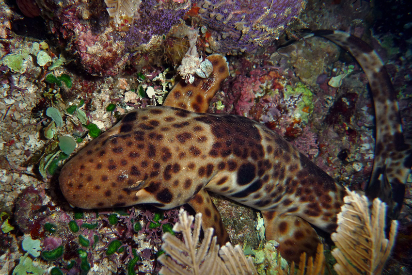 Walking Shark - Raja Ampat