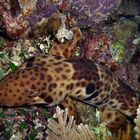 Walking Shark - Raja Ampat