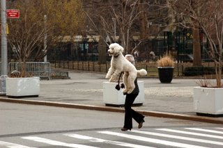 Walking the Dog - Washington Square, NYC