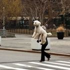 Walking the Dog - Washington Square, NYC