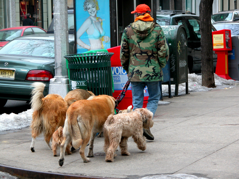 Walking the dogs