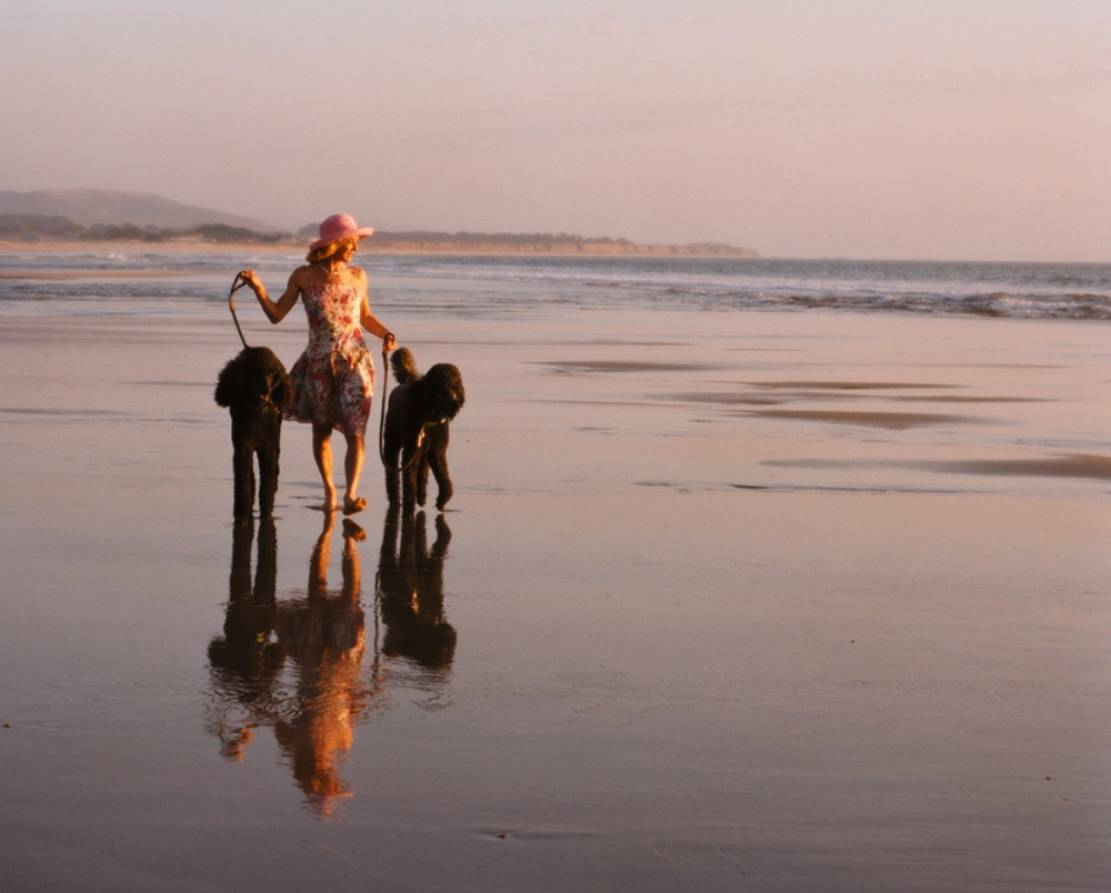 walking the dogs