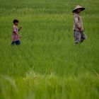 Walking the Fields