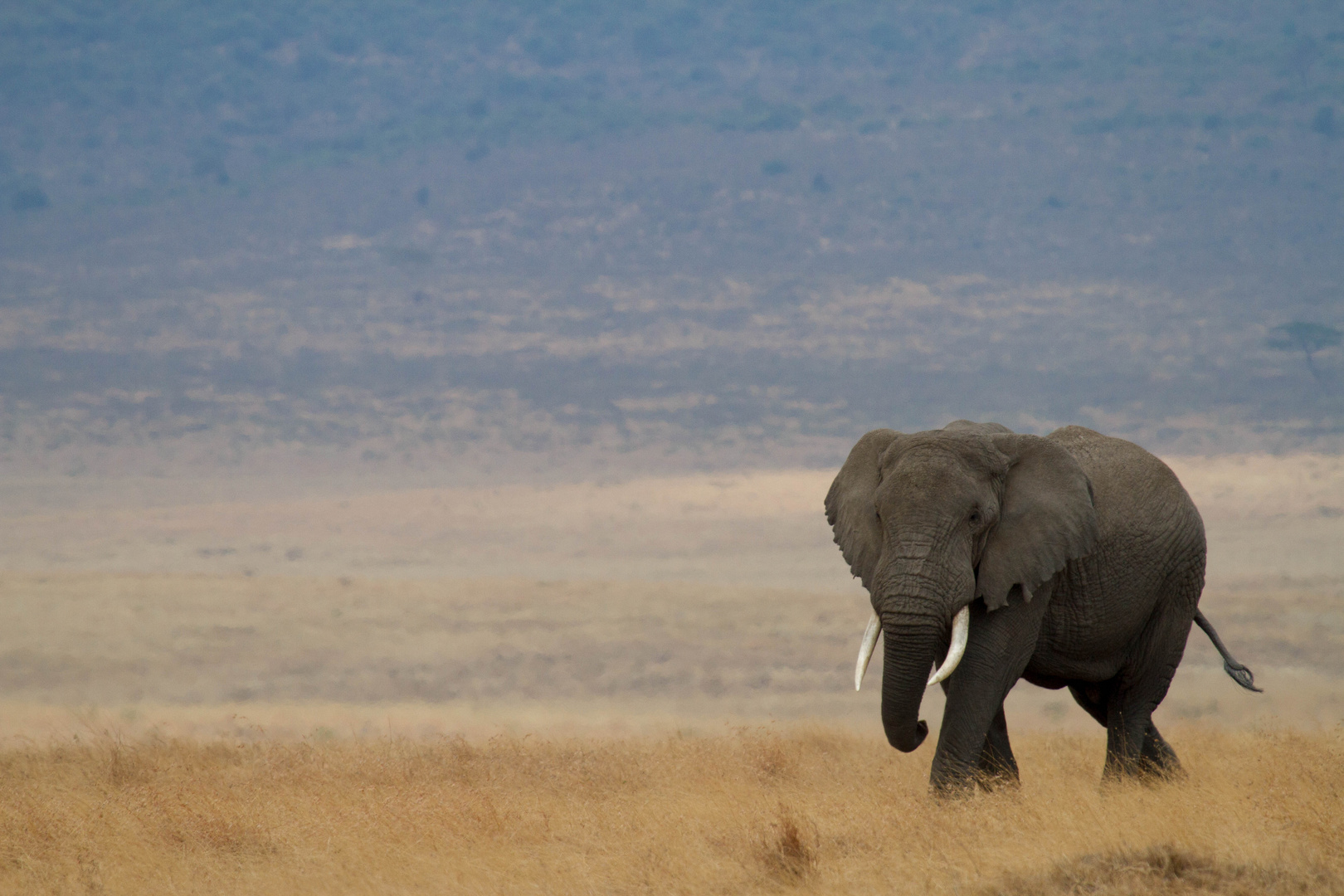 Walking the Savannah