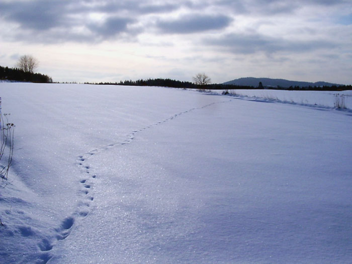 Walking Through