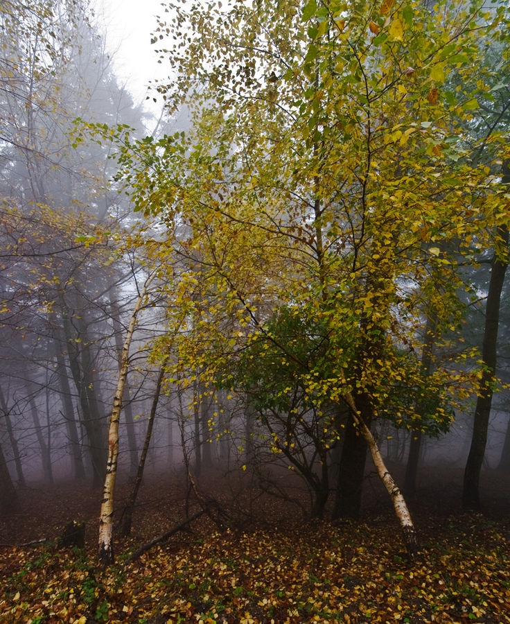 Walking through the fog