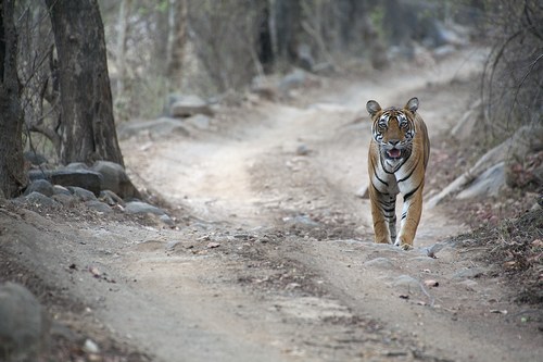 Walking Tiger