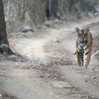 Walking Tiger