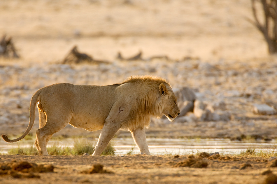 Walking towards breakfast