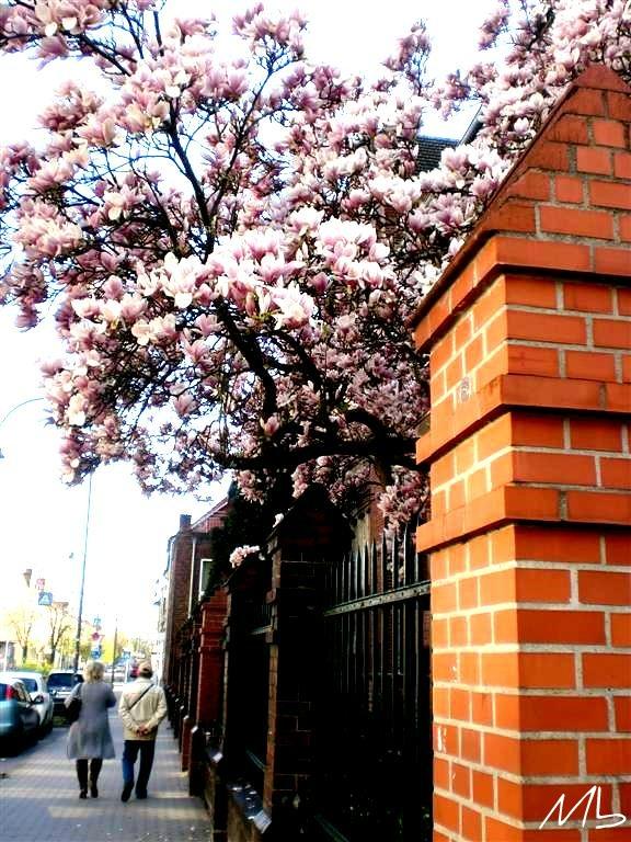 Walking trough the spring