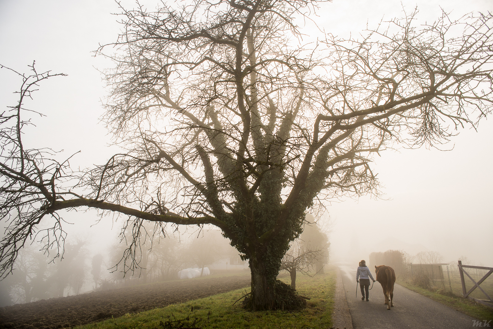 Walking under the mystic tree