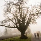 Walking under the mystic tree