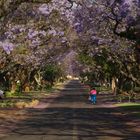 walking under trees