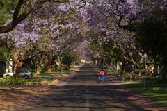 walking under trees