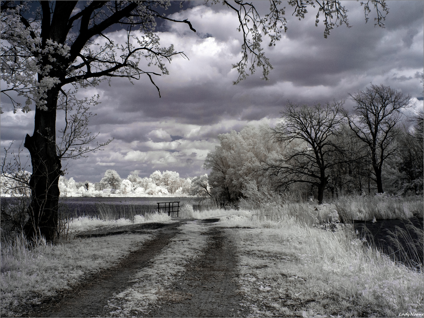 Walking under trees