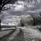 Walking under trees