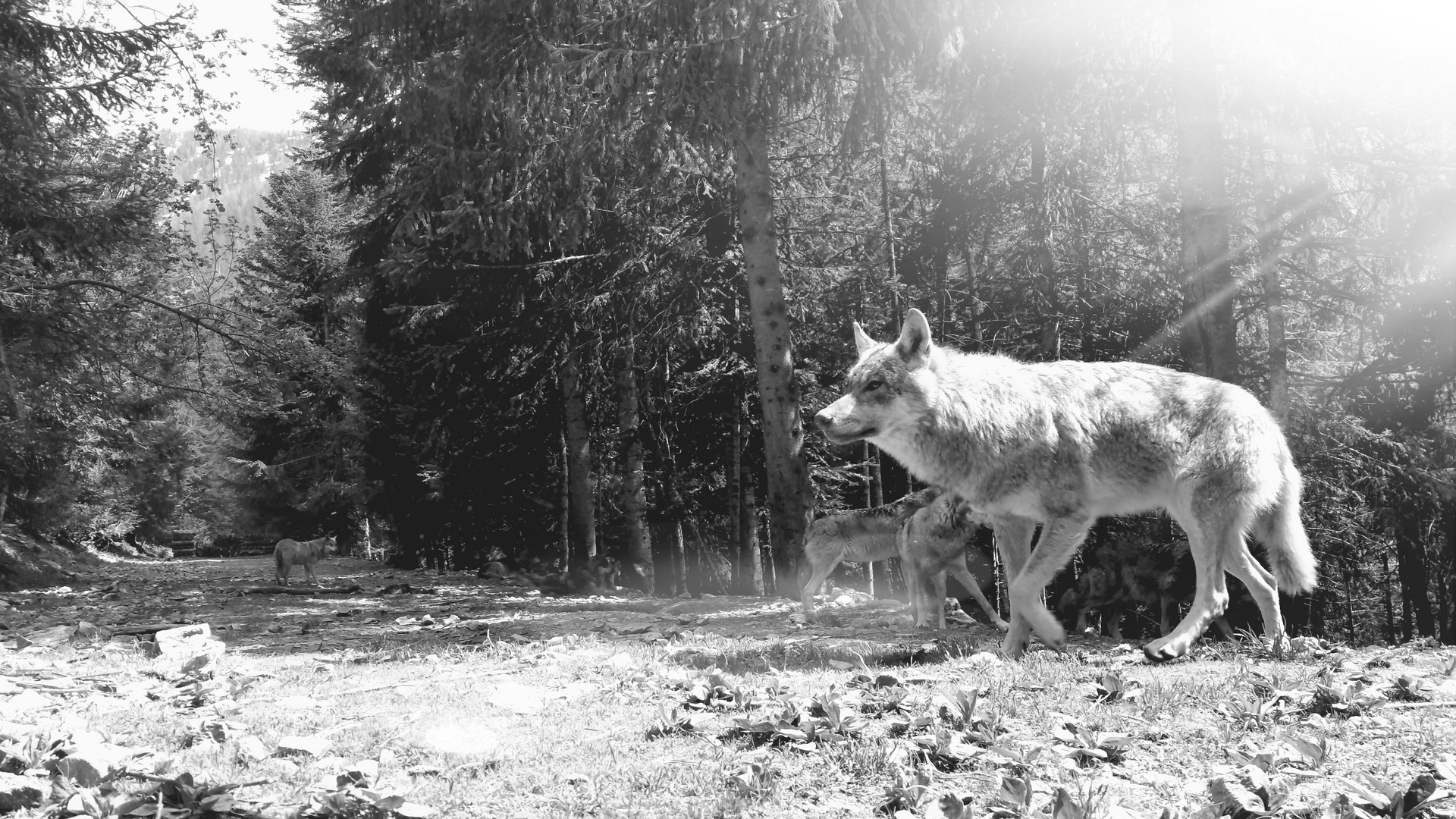 walking with the wolves