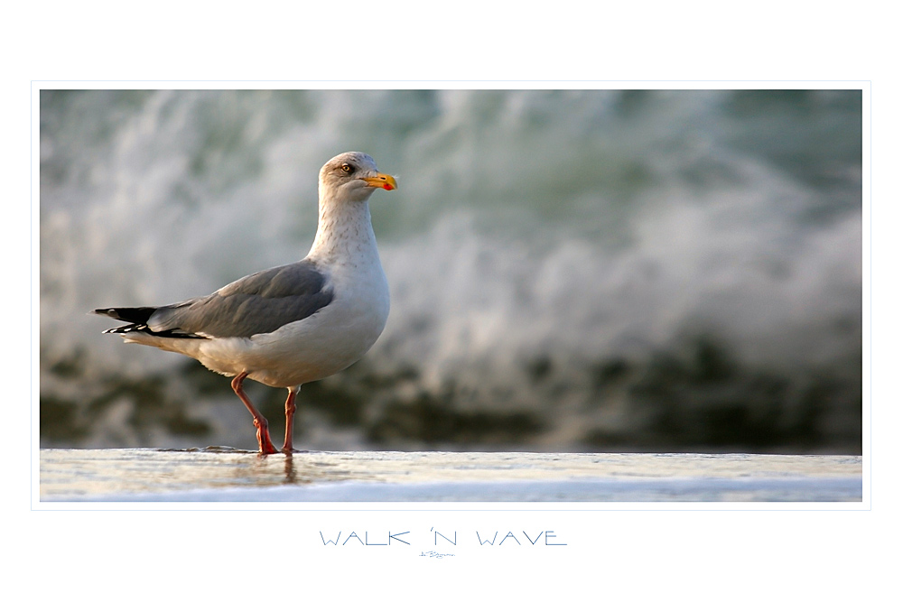 Walk´n Wave