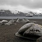 Walknochen in Whalers Bay