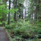 Walkway in the Forest