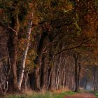 walkways in autumn