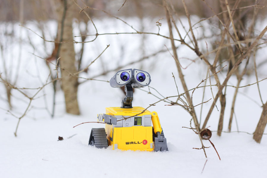 Wall-E im Wald