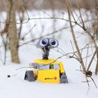 Wall-E im Wald