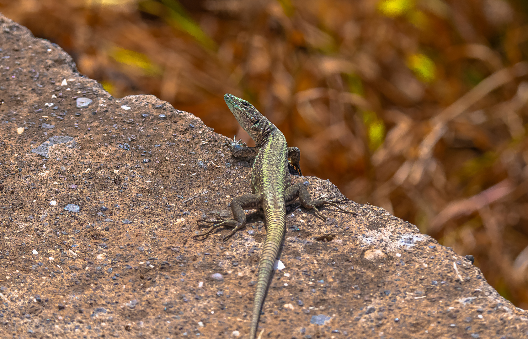  Wall lizard