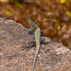  Wall lizard