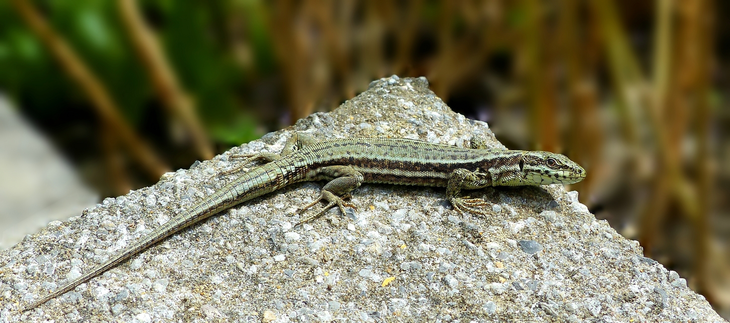 Wall Lizard