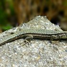 Wall Lizard