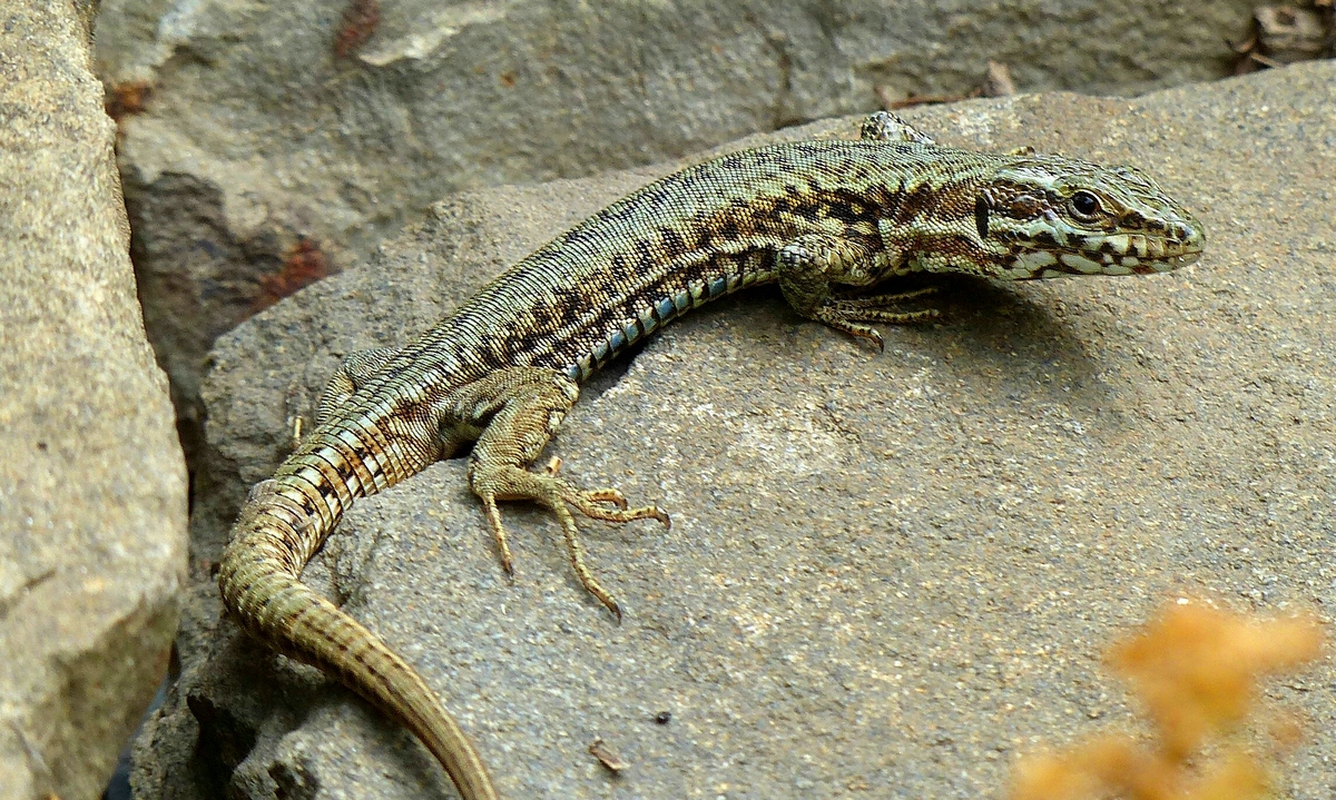 Wall Lizard 