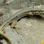 Wall Lizard 