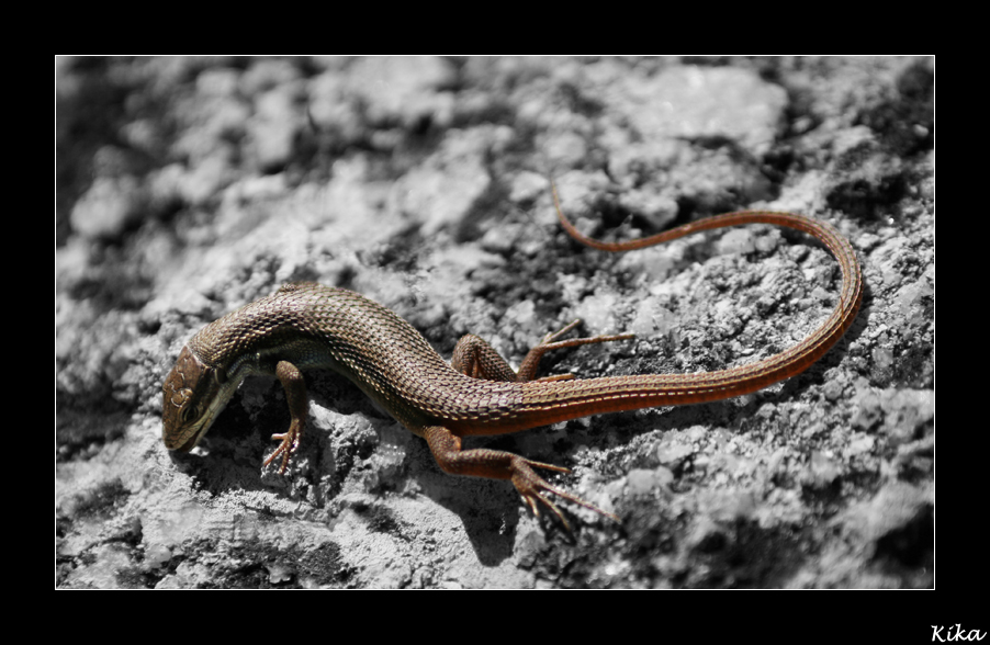 Wall Lizard