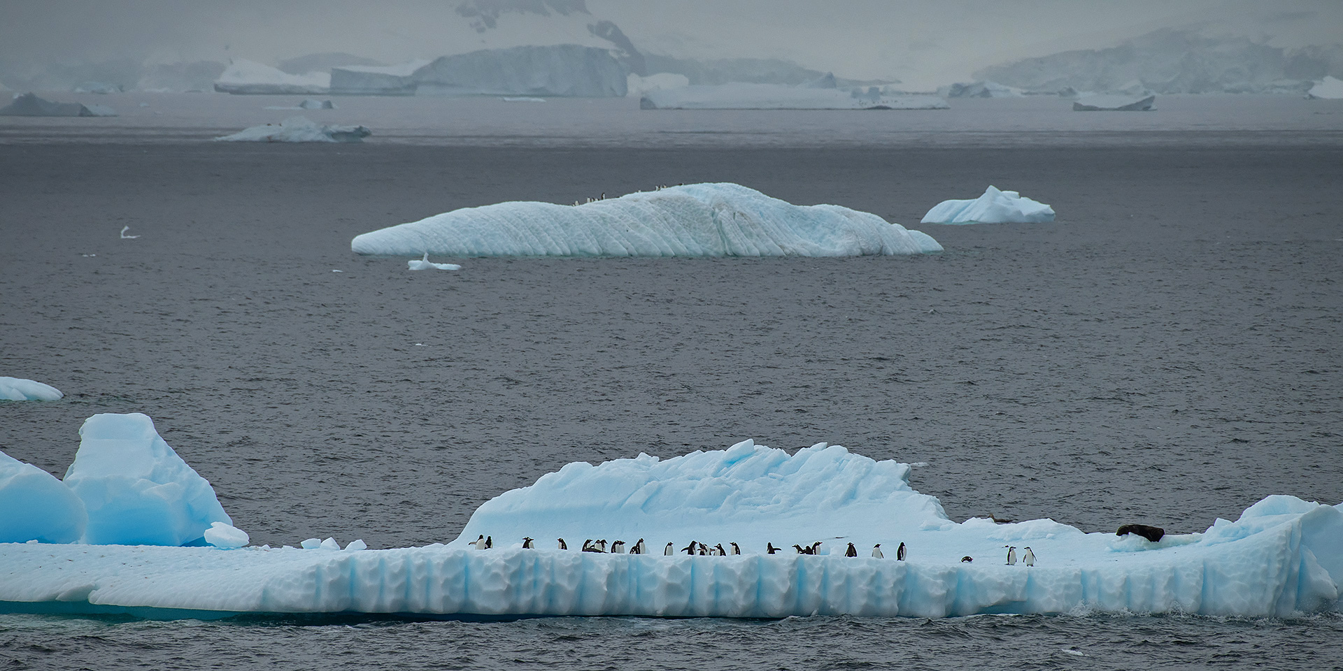 Wall of Penguins