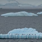 Wall of Penguins