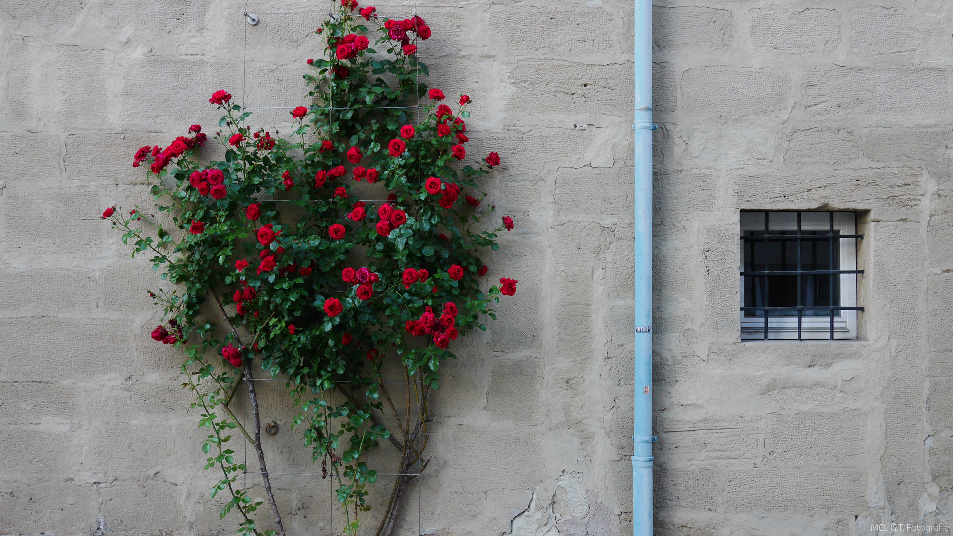 Wall of Roses