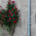 Wall of Roses