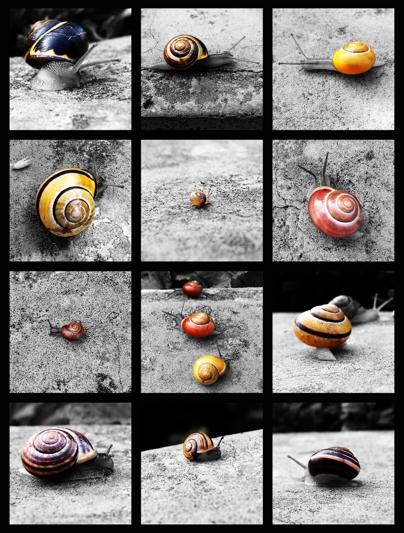 Wall of snail
