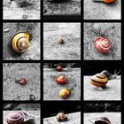 Wall of snail