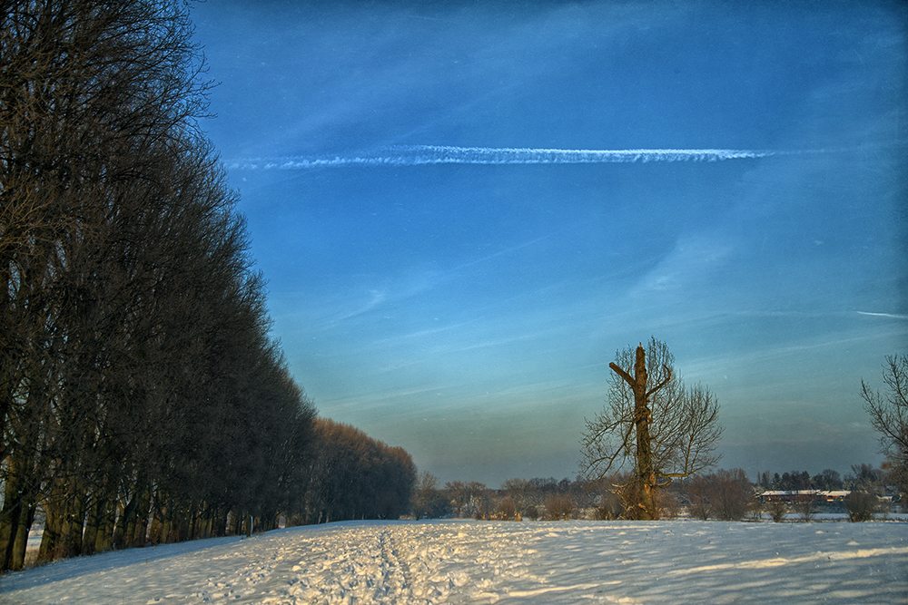 Wall of trees