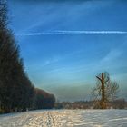 Wall of trees