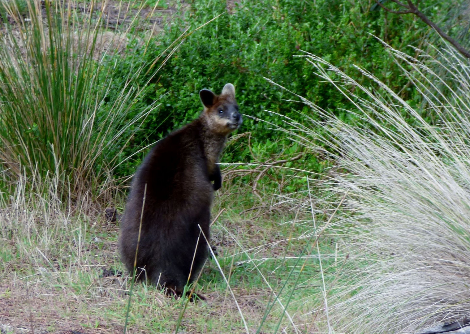 Wallabi