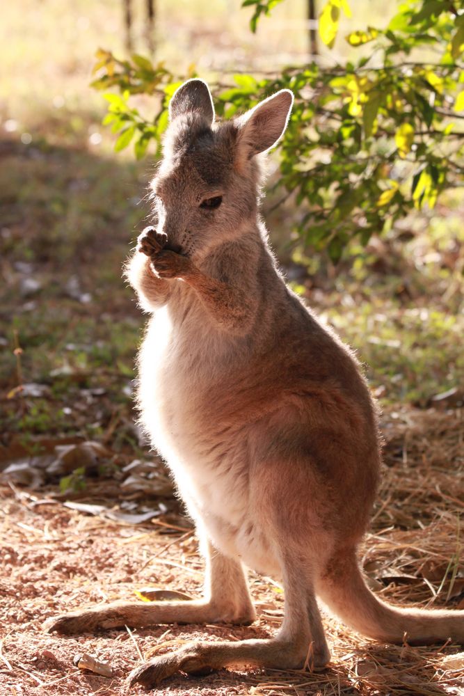 Wallabie