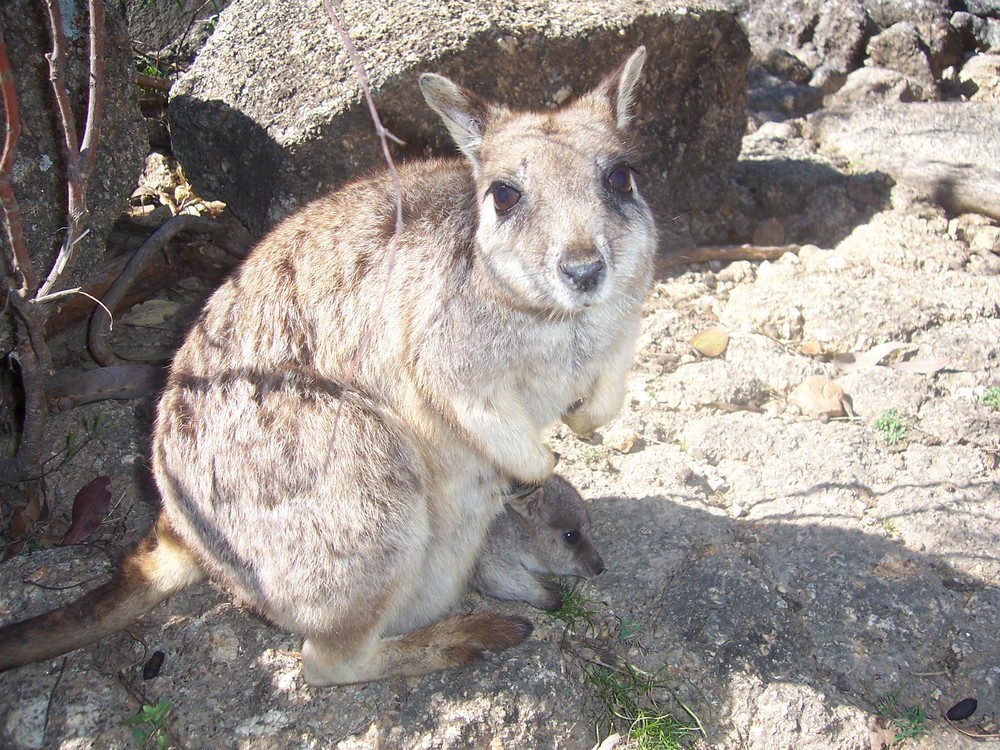 Wallabie mit Nachwuchs