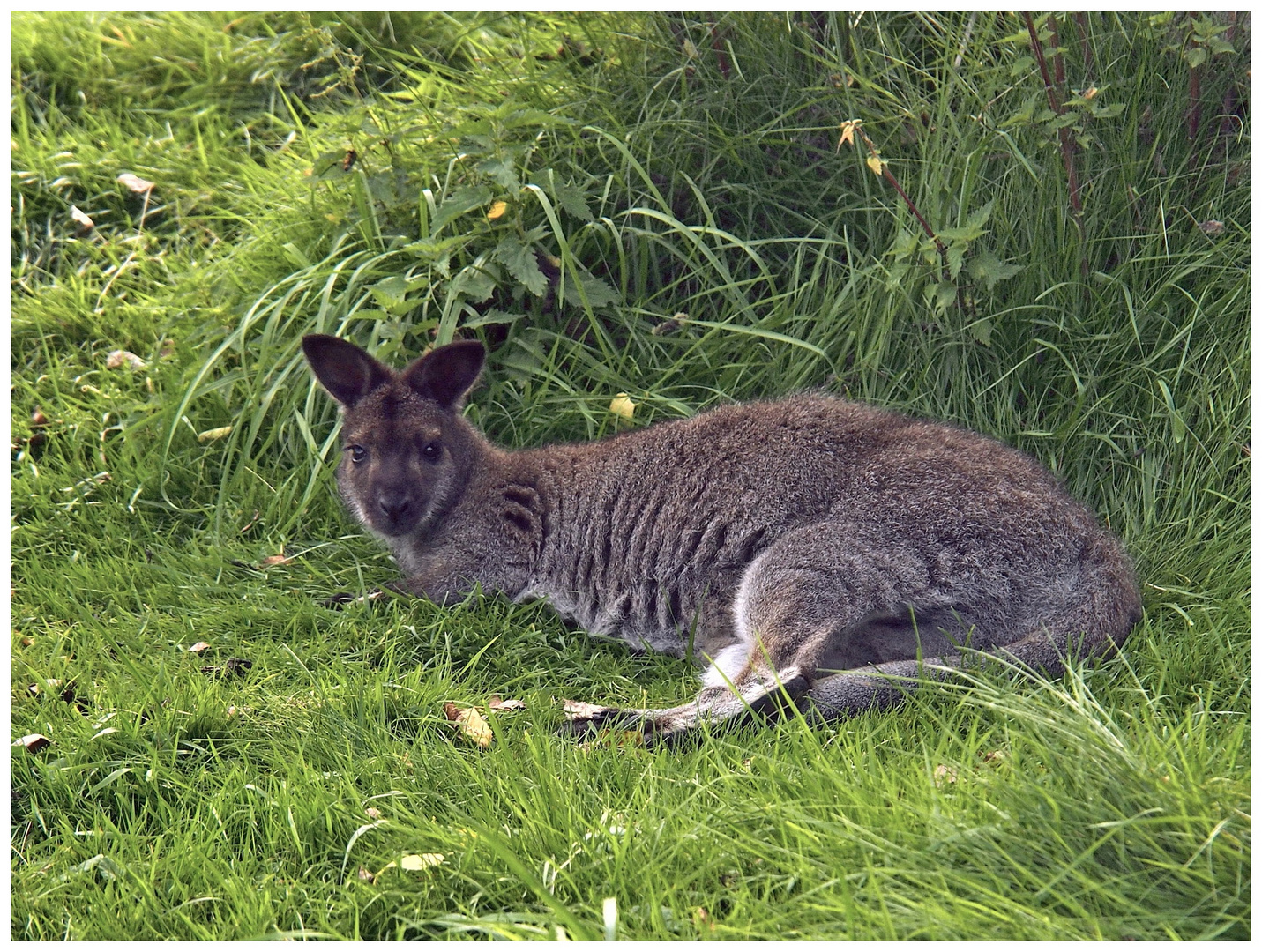 Wallabies im Fichtelgebirge