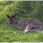 Wallabies im Fichtelgebirge