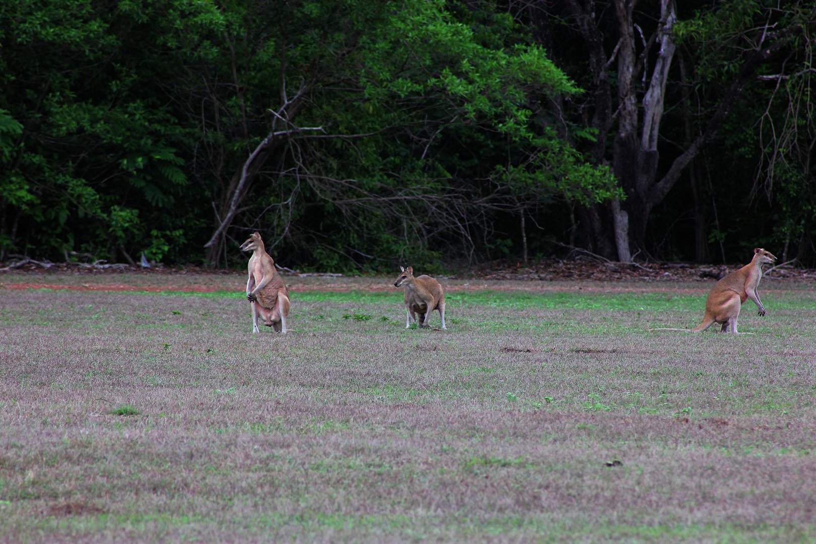 Wallabies, seen from Alec Fong Lim Drive