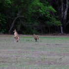 Wallabies, seen from Alec Fong Lim Drive