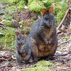 Wallabies - Tasmanien